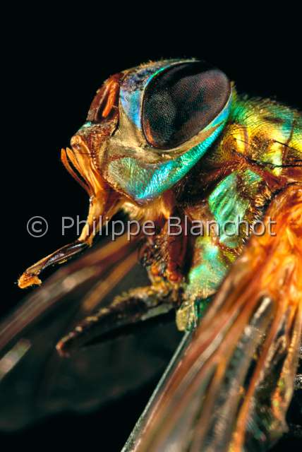 Formosia speciosa.JPG - in "Portraits d'insectes" ed. SeuilFormosia speciosaTachinaireTachinid flyDiptera TachinidaeMelanesie